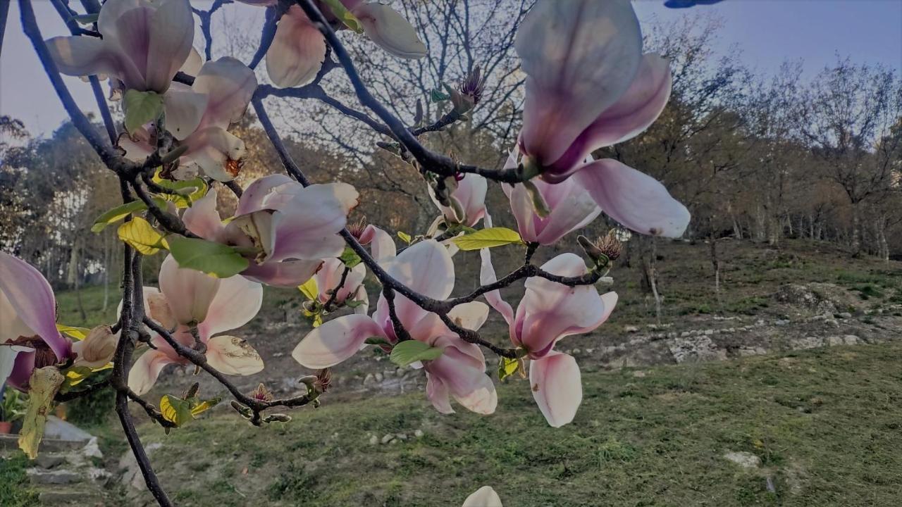 O Aconchego Das Raizes Baião Dış mekan fotoğraf